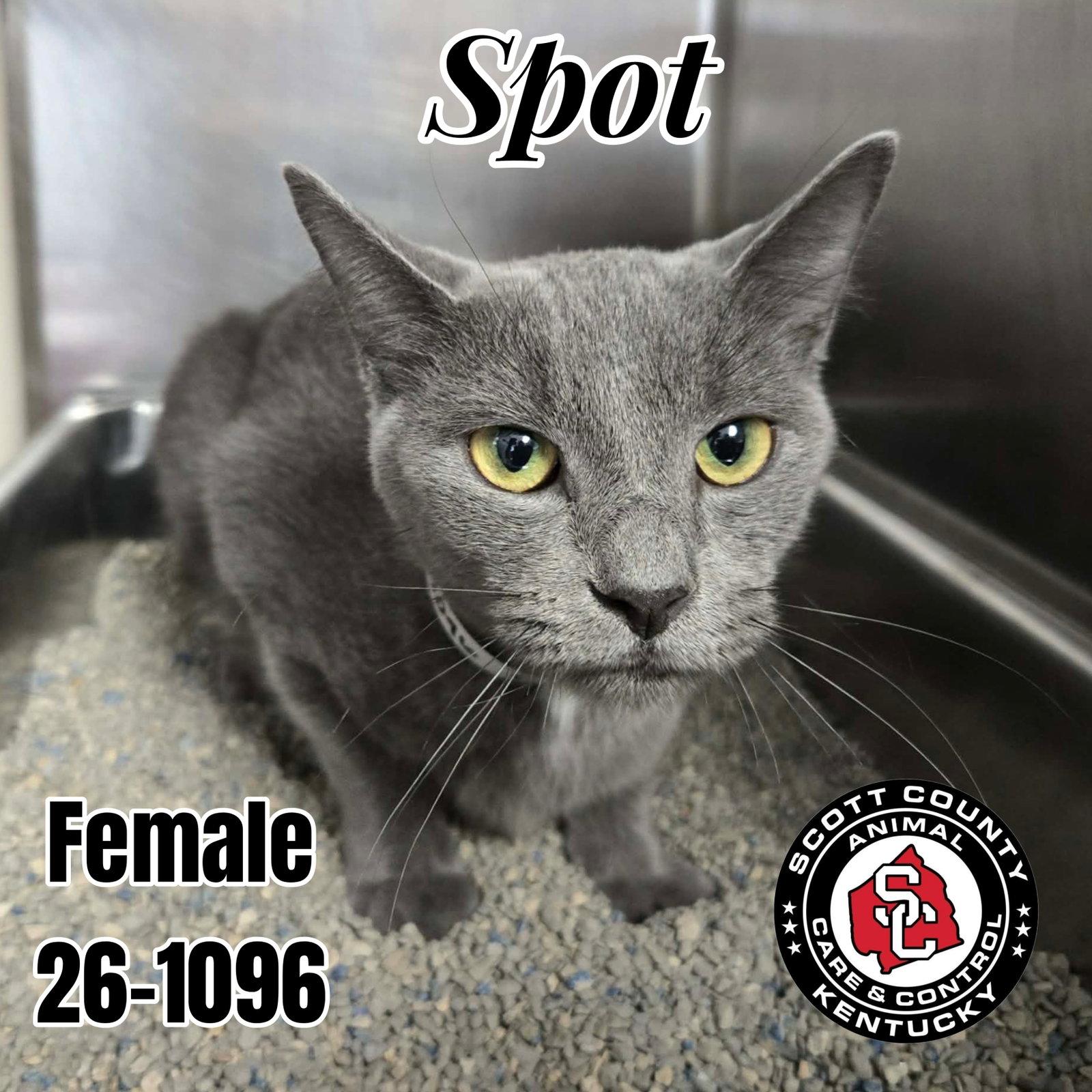 Spot, Adoptable, Young Female Domestic Short Hair & Oriental Short Hair.