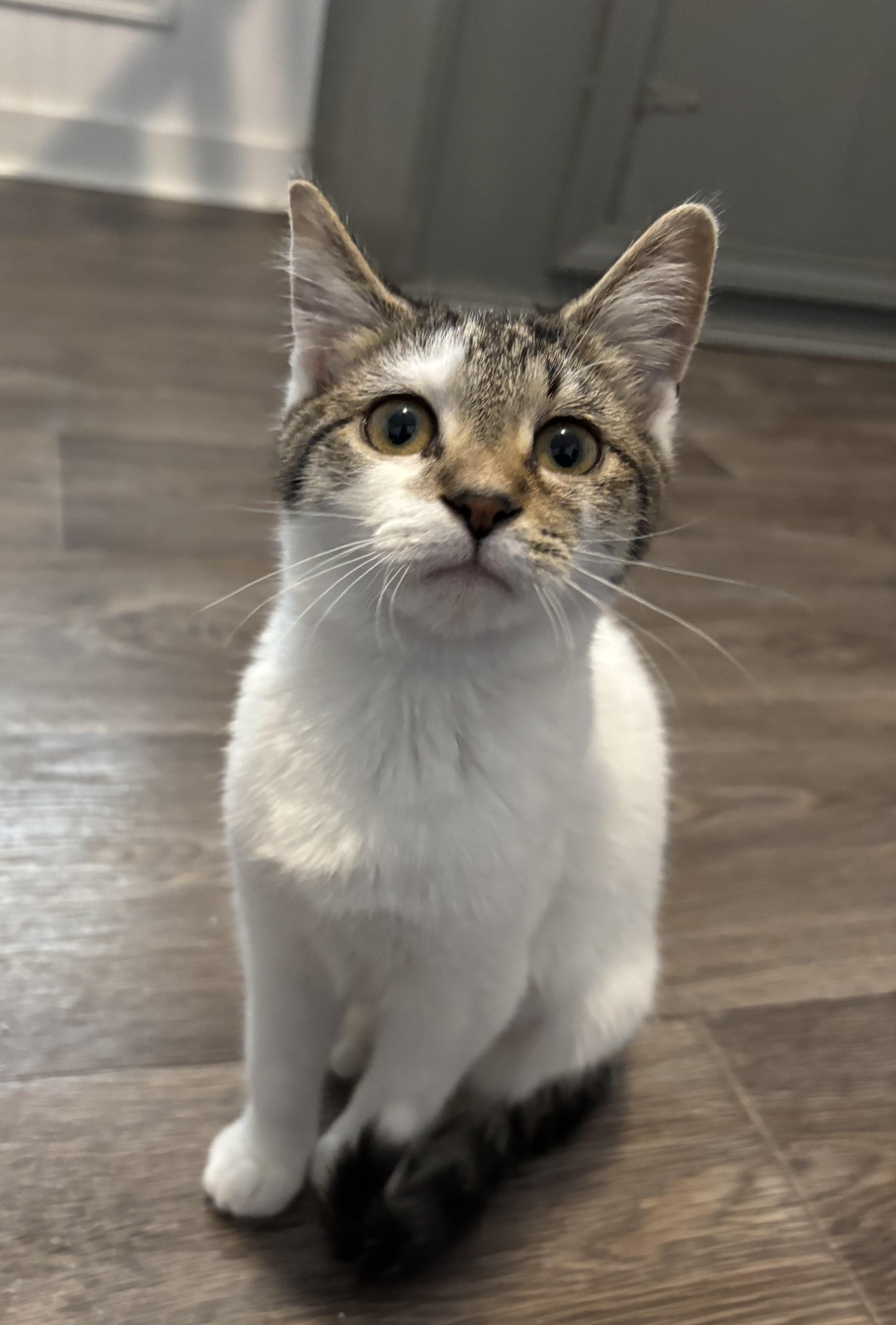 Enlarge Ginger, a Adopted Domestic Medium Hair in Hemingway, SC image 2/3