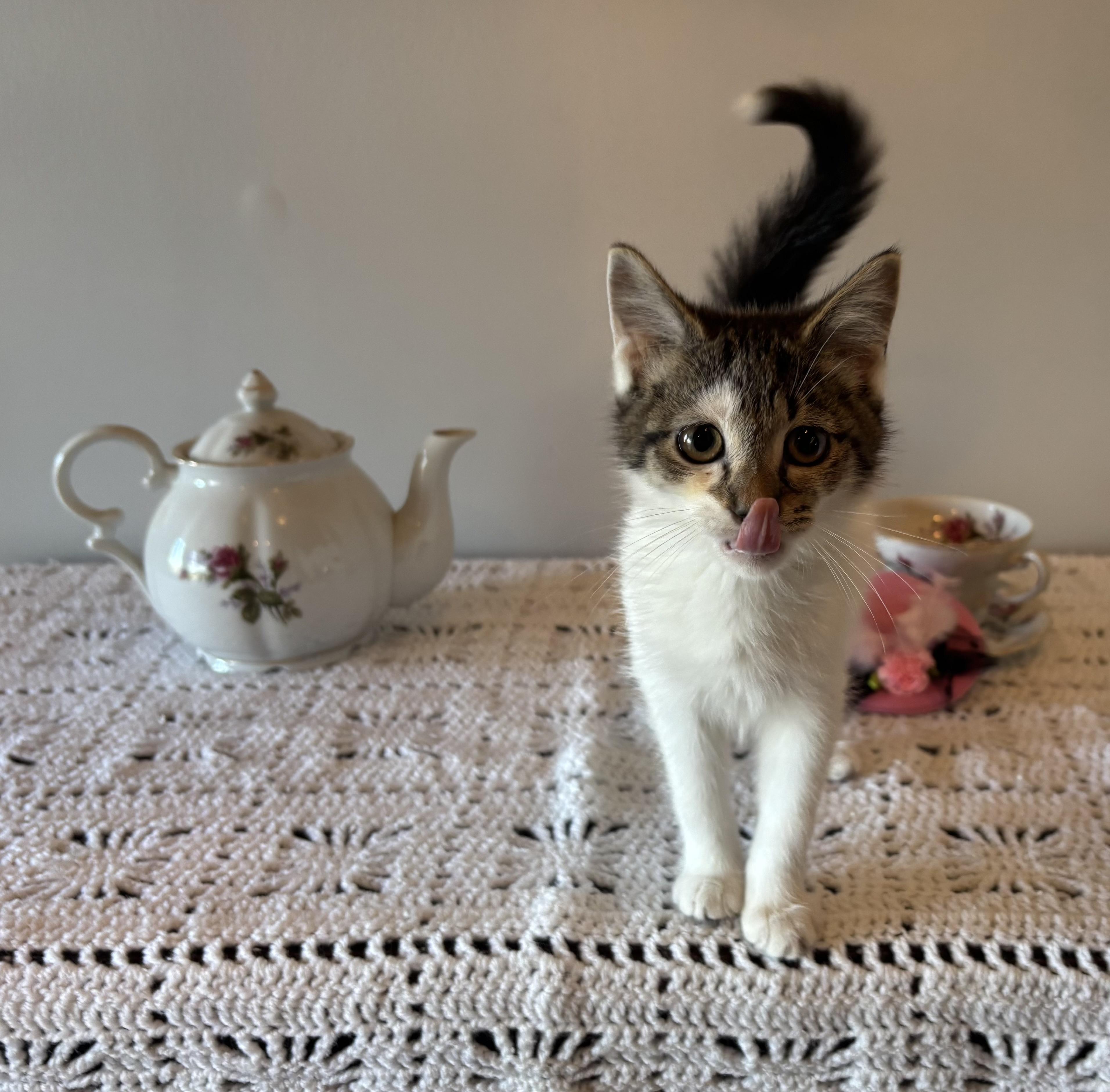 Ginger, Adopted, Kitten Female Domestic Medium Hair.