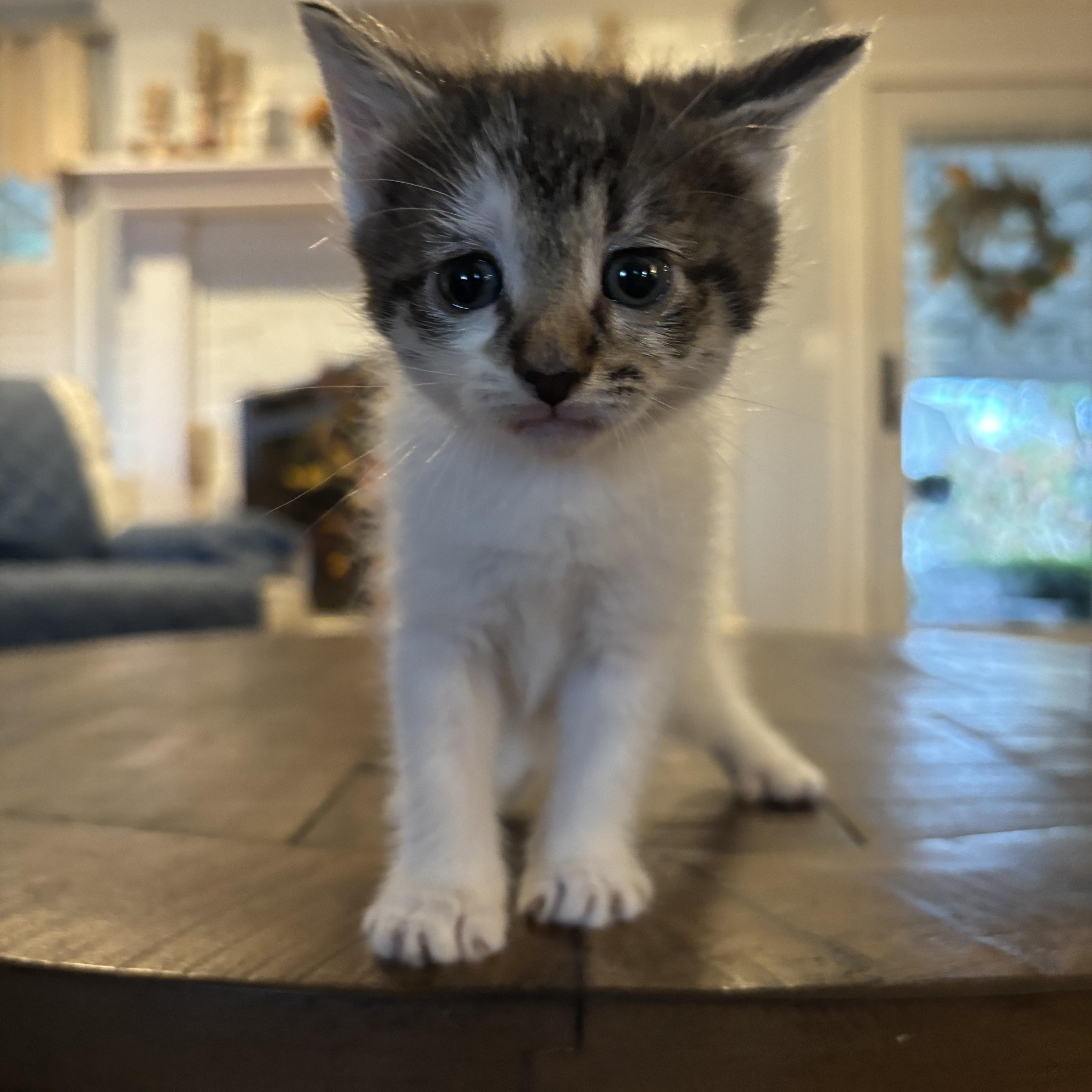 Enlarge Ginger, a Adopted Domestic Medium Hair in Hemingway, SC image 3/3