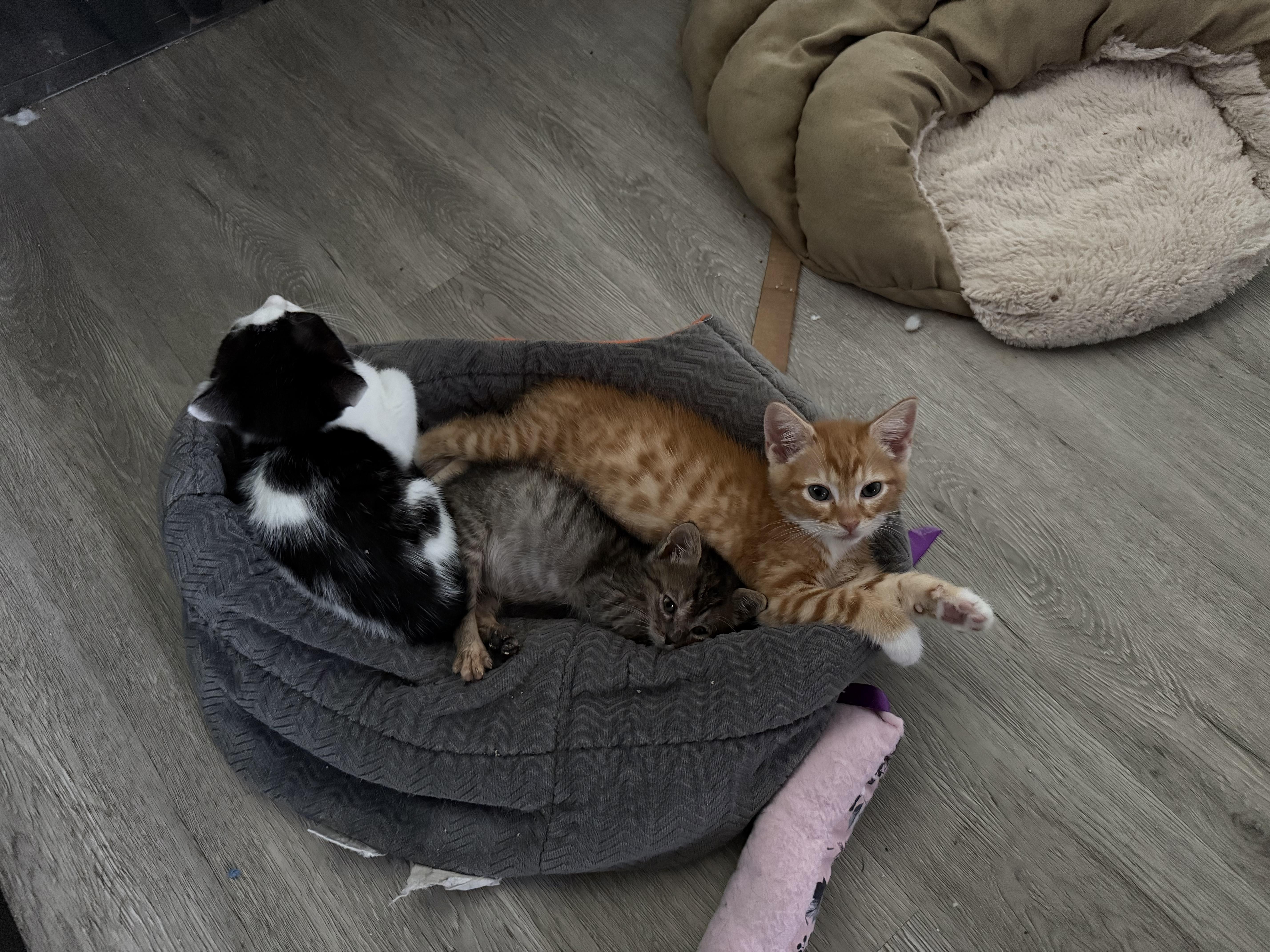 Enlarge Fireball, a Adopted Domestic Short Hair in Currie, NC image 1/2