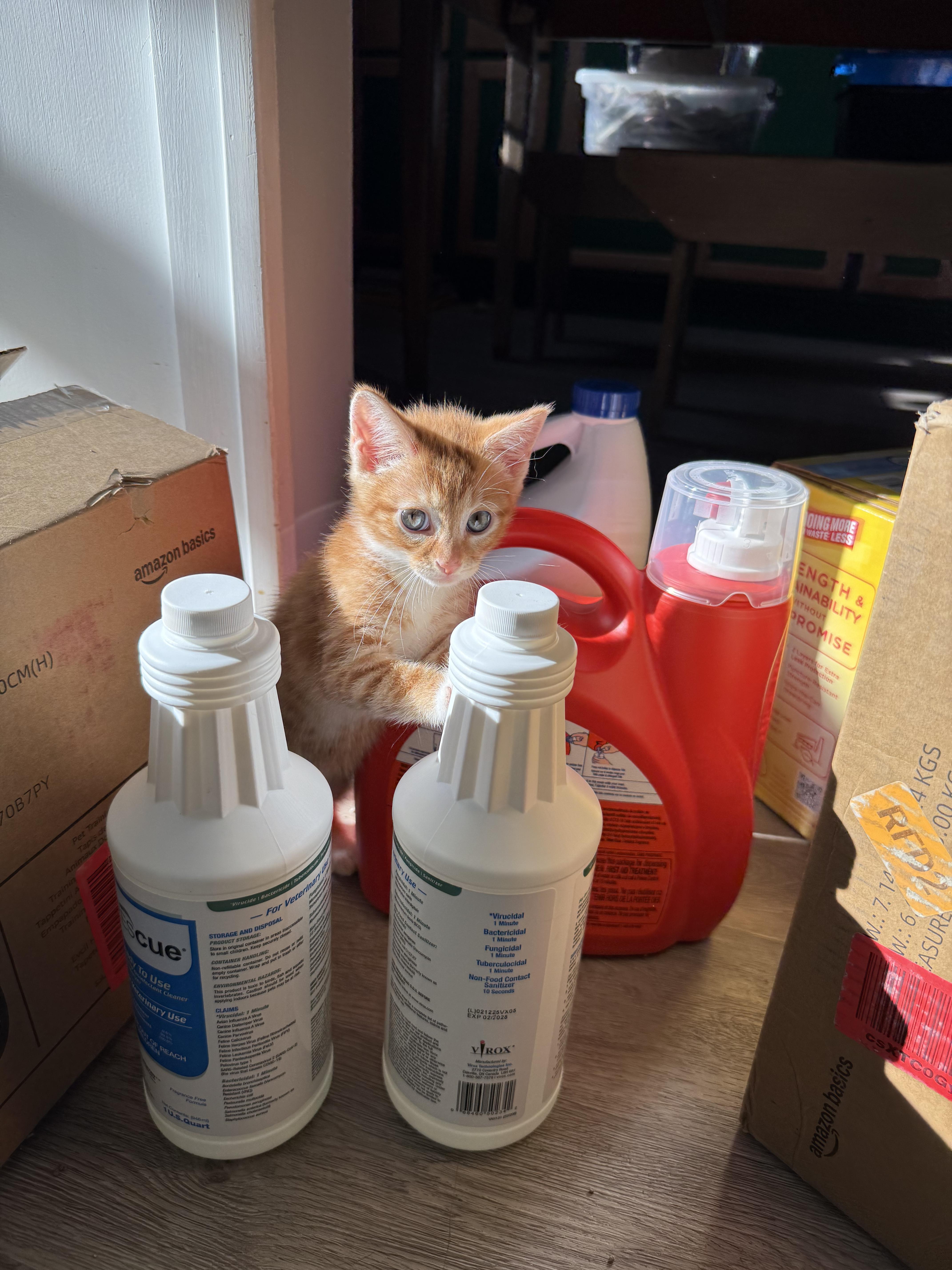 Enlarge Fireball, a Adopted Domestic Short Hair in Currie, NC image 2/2