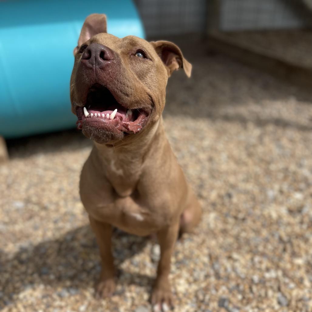 Duke, Adoptable, Adult Male Pit Bull Terrier.