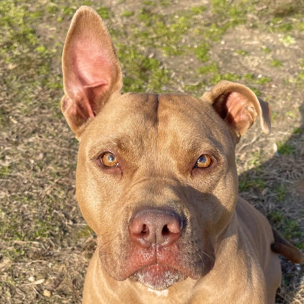 Enlarge Duke, a Adoptable Pit Bull Terrier in Blairsville, GA image 4/6