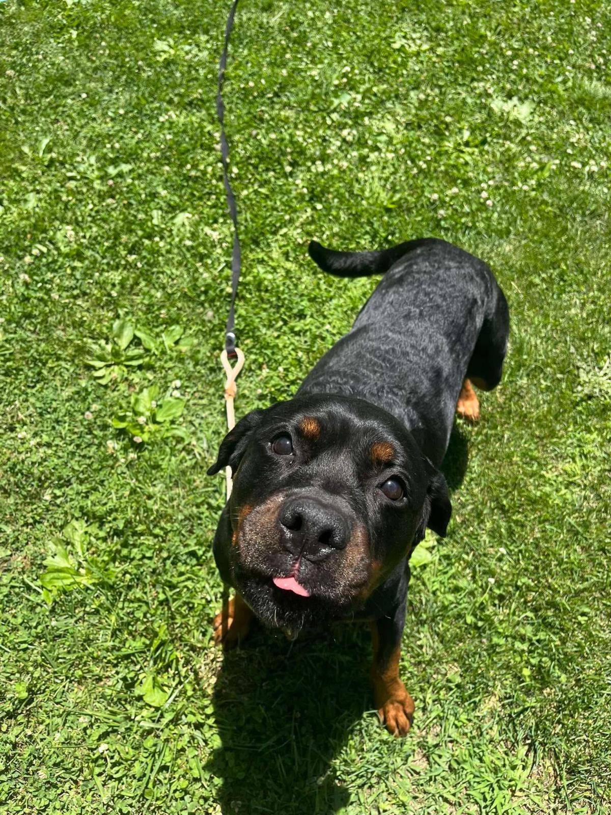 Kai, Adoptable, Adult Female Rottweiler.