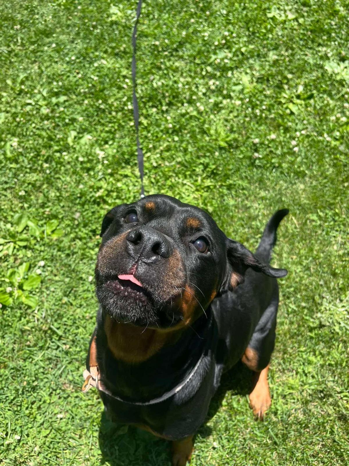 Enlarge Kai, a Adoptable mixed breed in Front Royal, VA image 2/3