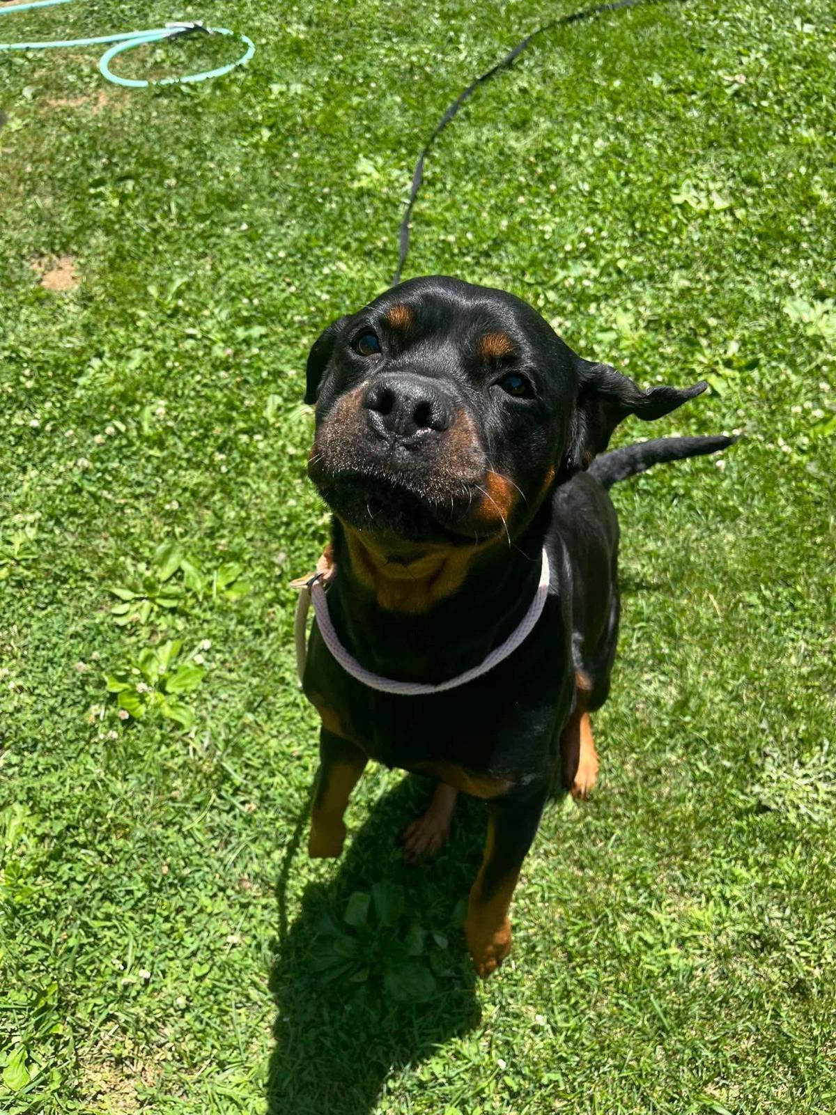 Enlarge Kai, a Adoptable mixed breed in Front Royal, VA image 3/3