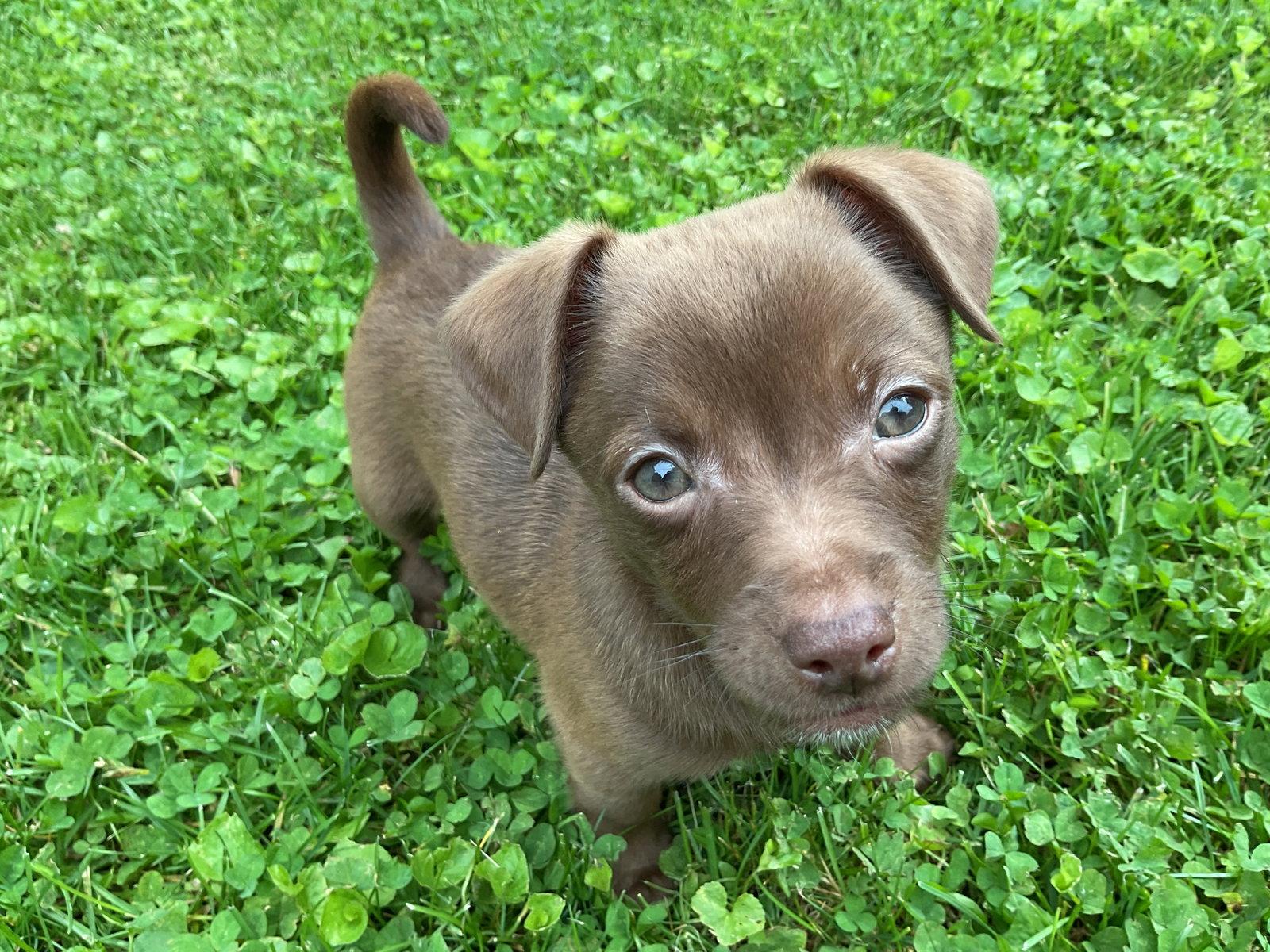 Winston, Adoptable, Puppy Male Chihuahua & Australian Shepherd.