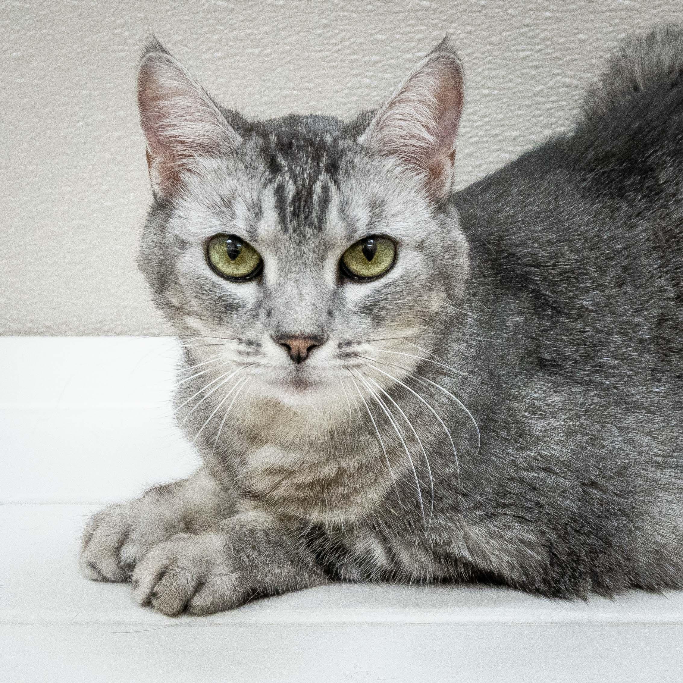 Enlarge ZOE, an adoptable Tabby in Tulsa, OK image 1/1