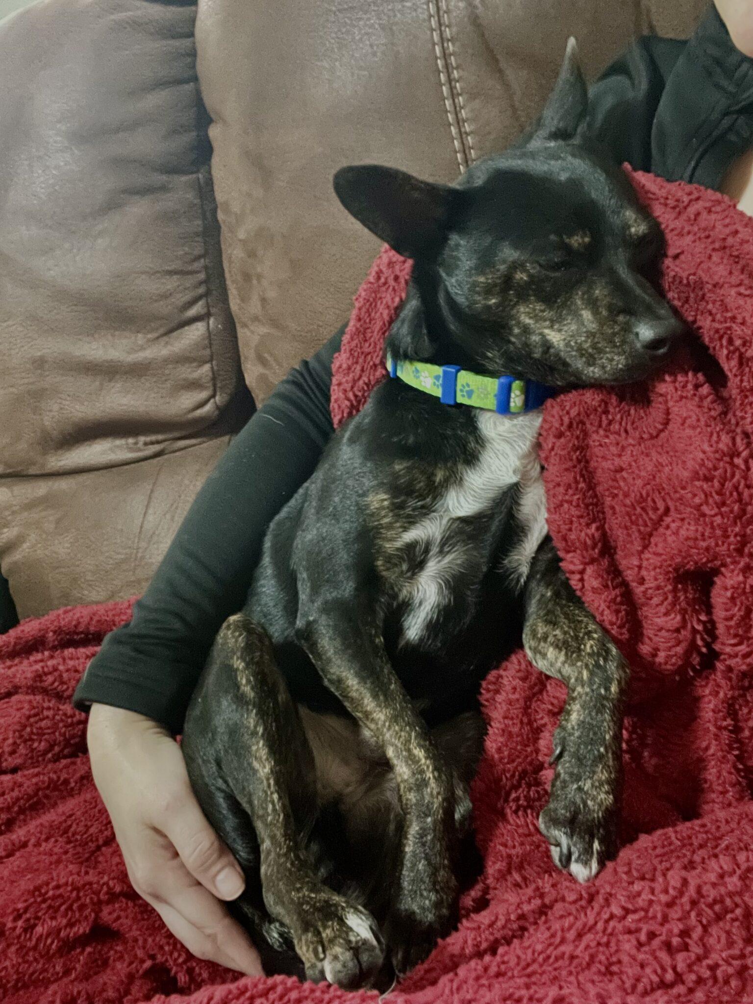 Enlarge Ranger, a ADOPTABLE mixed breed in Mead, CO image 3/4