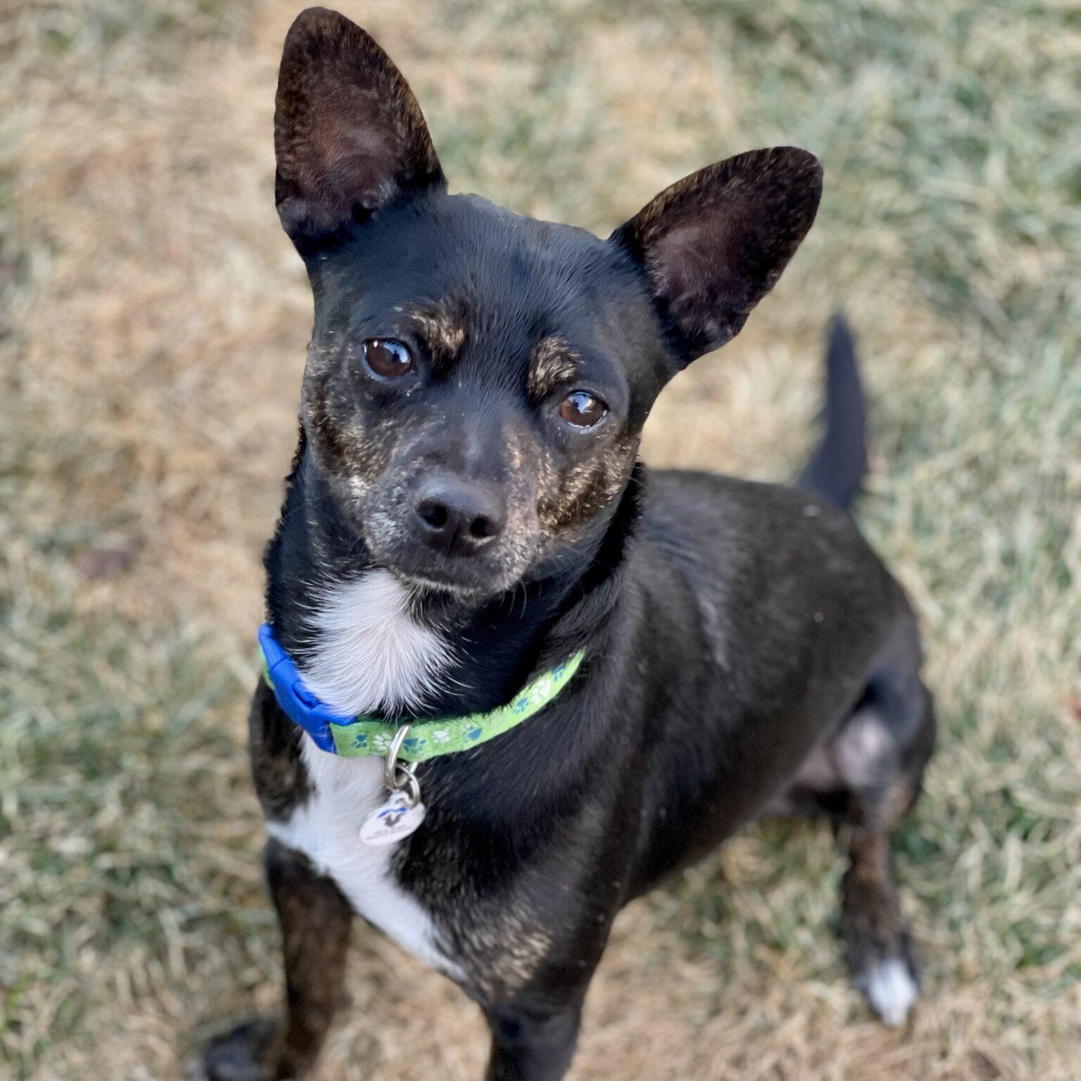 Ranger, ADOPTABLE, Young Male Chihuahua & Mixed Breed.
