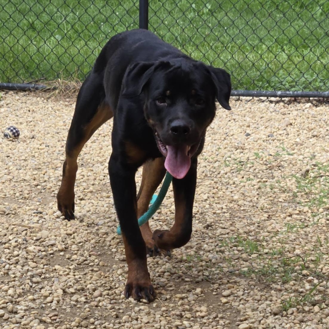 Enlarge Hercules, a Adoptable Rottweiler in Perkasie, PA image 2/6