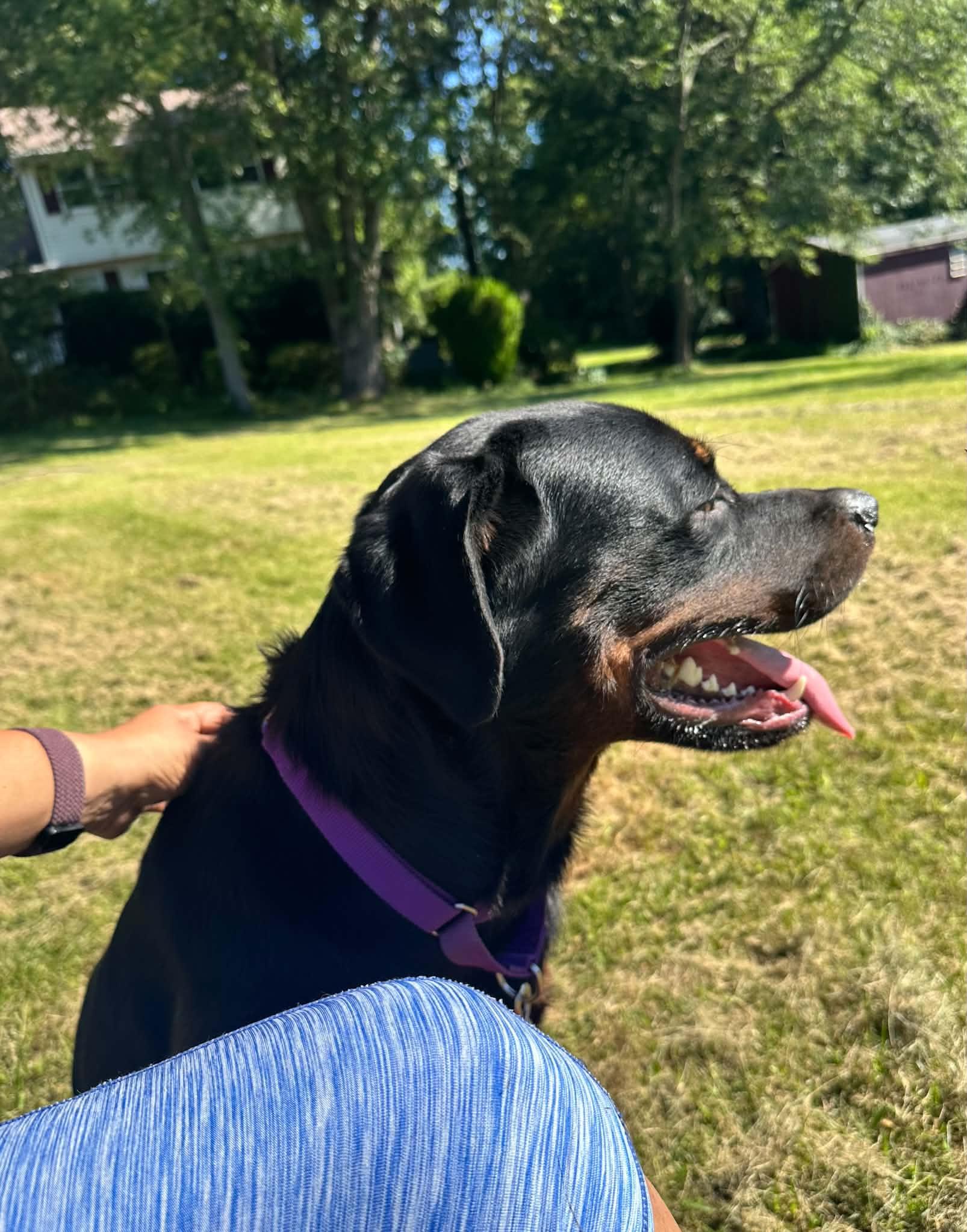 Enlarge Hercules, a Adoptable Rottweiler in Perkasie, PA image 6/6