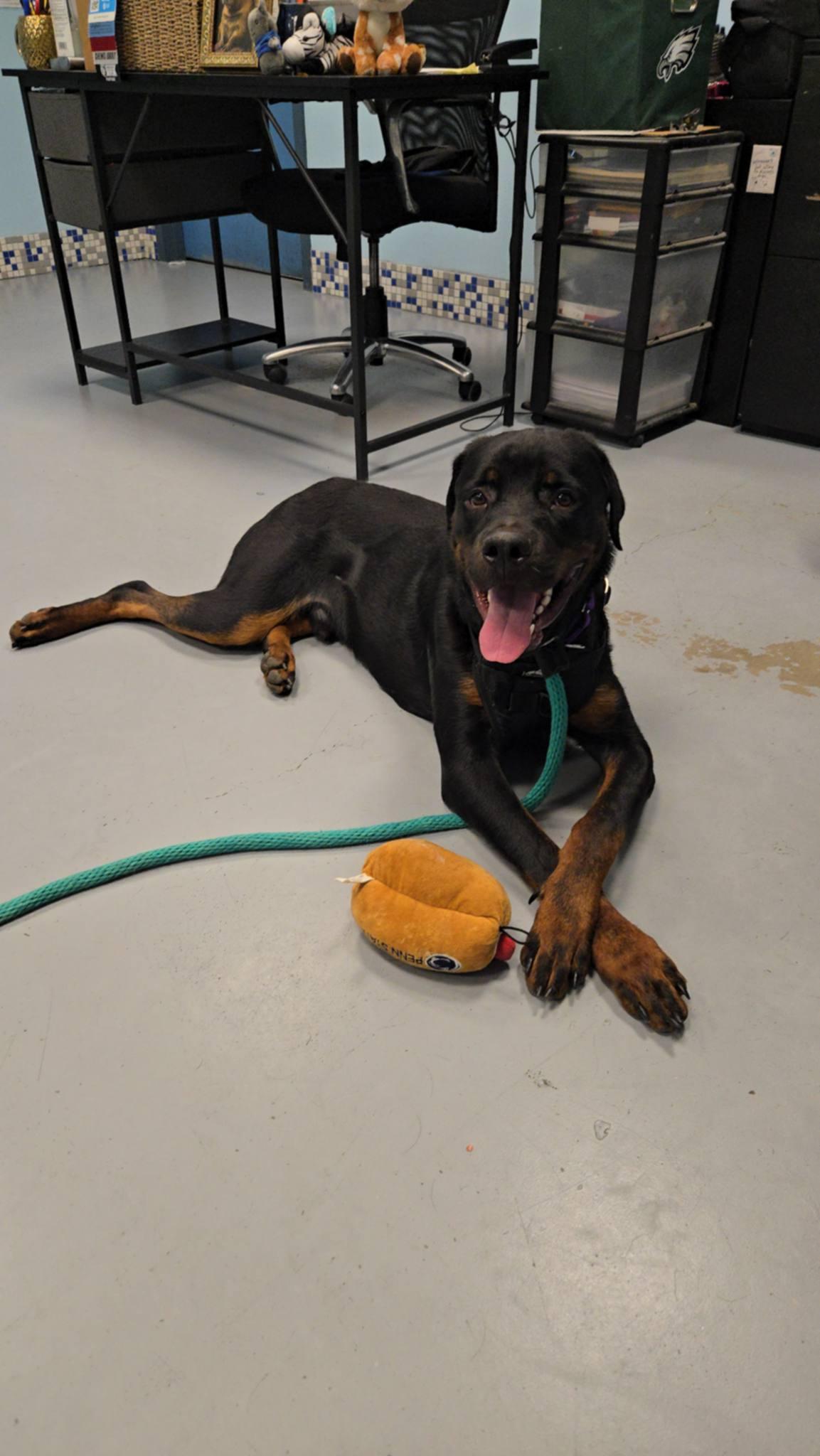 Enlarge Hercules, a Adoptable Rottweiler in Perkasie, PA image 4/6