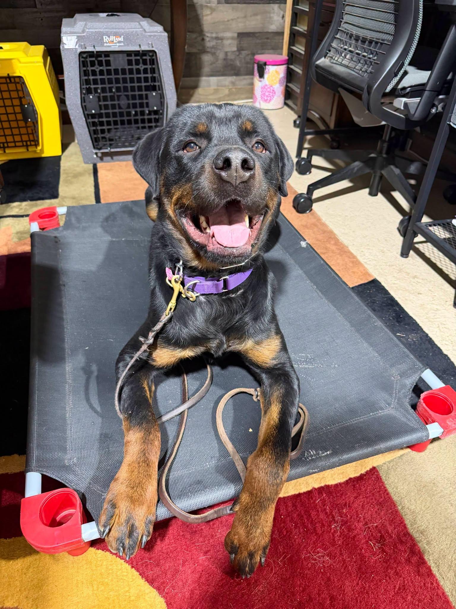 Hercules, Adoptable, Young Male Rottweiler.