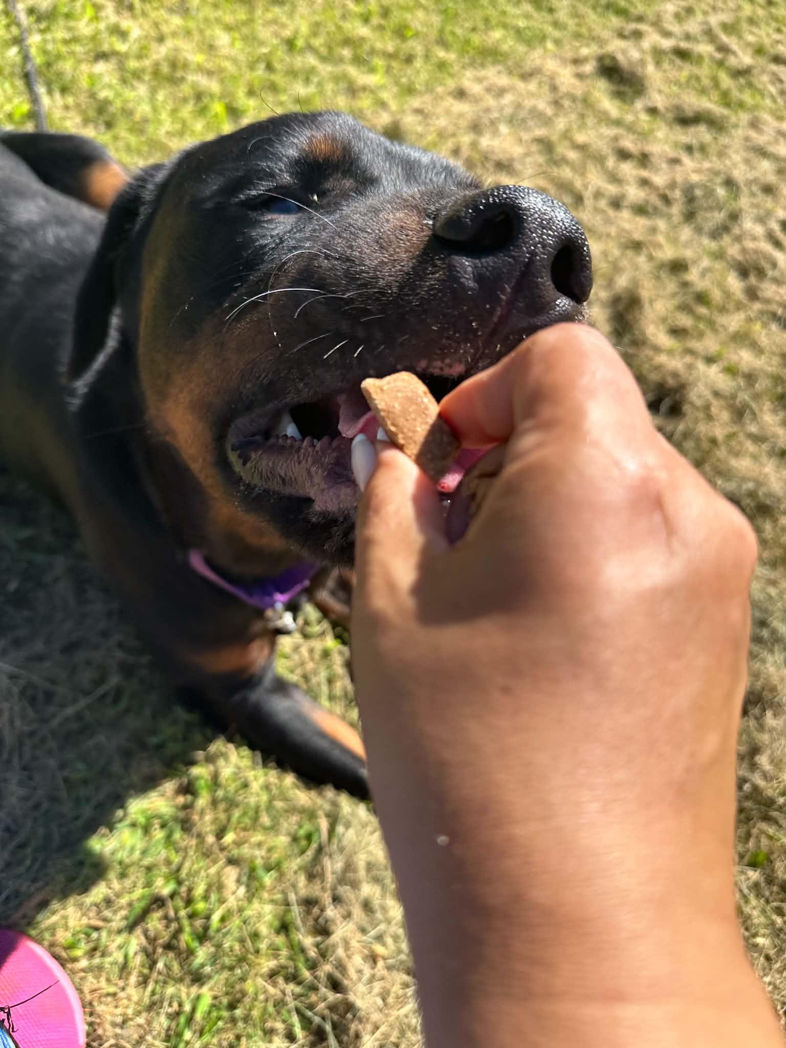 Enlarge Hercules, a Adoptable Rottweiler in Perkasie, PA image 5/6