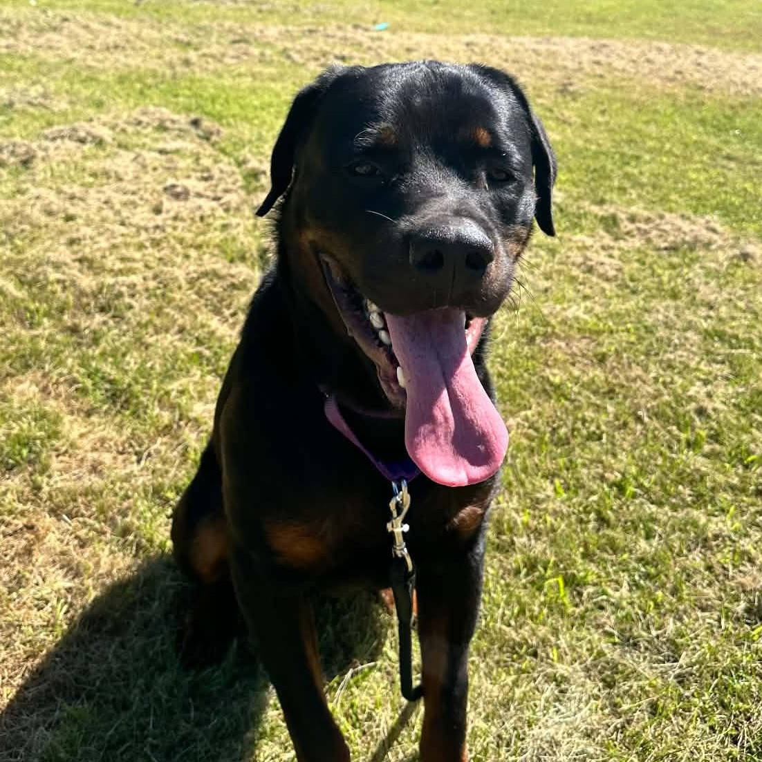 Hercules, Adoptable, Young Male Rottweiler.