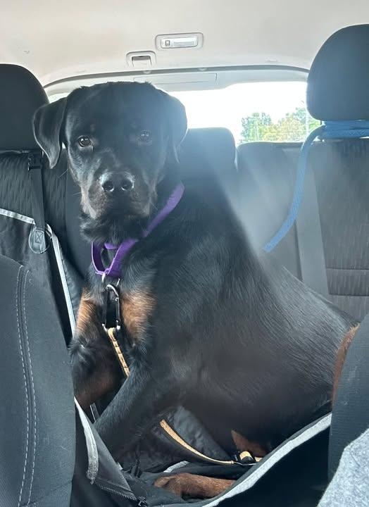 Enlarge Hercules, a Adoptable Rottweiler in Perkasie, PA image 3/6