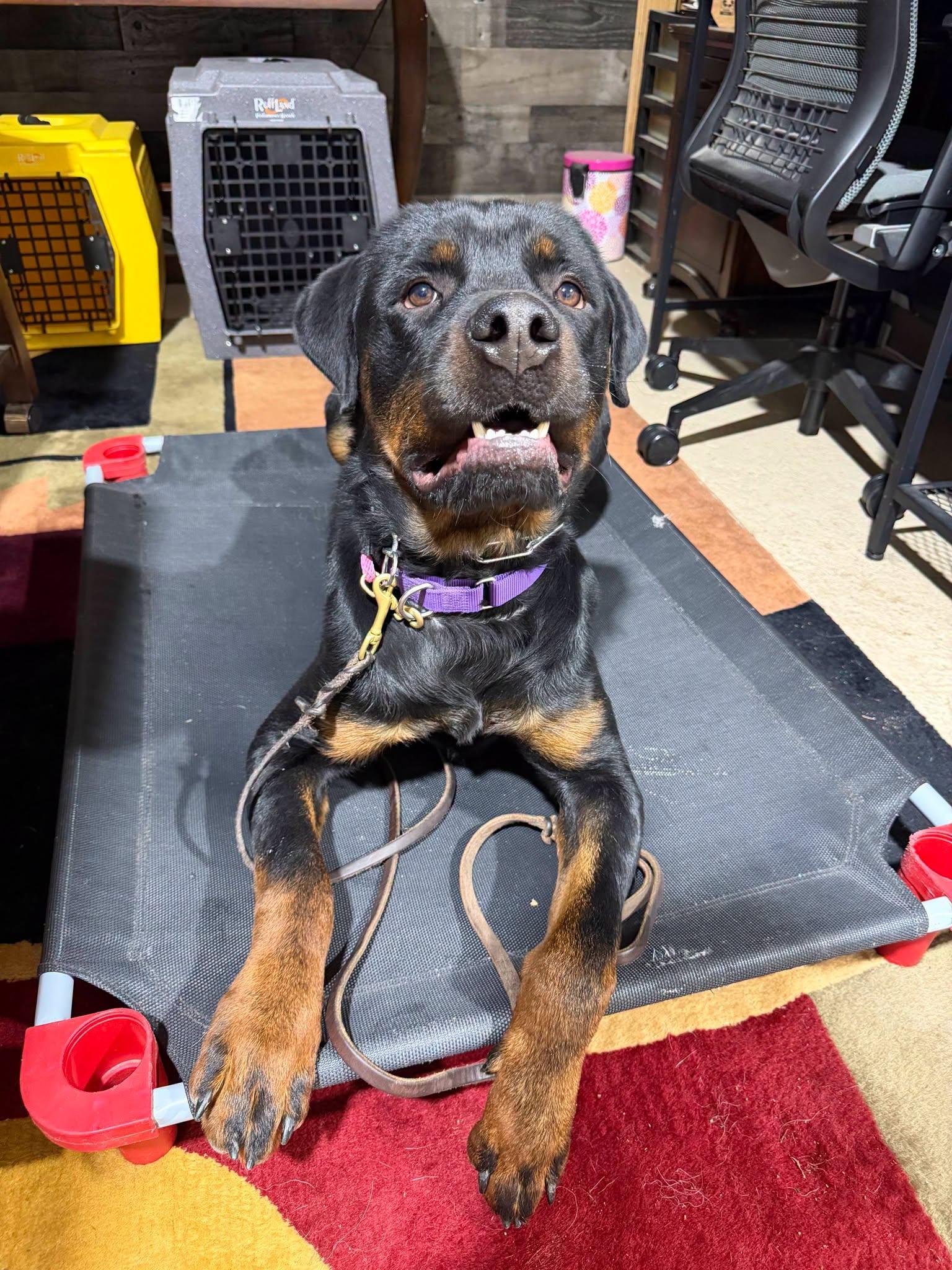 Enlarge Hercules, a Adoptable Rottweiler in Orwigsburg, PA image 5/6