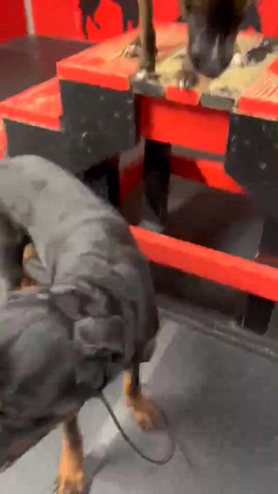 Enlarge Hercules, a Adoptable Rottweiler in Orwigsburg, PA video 6/6