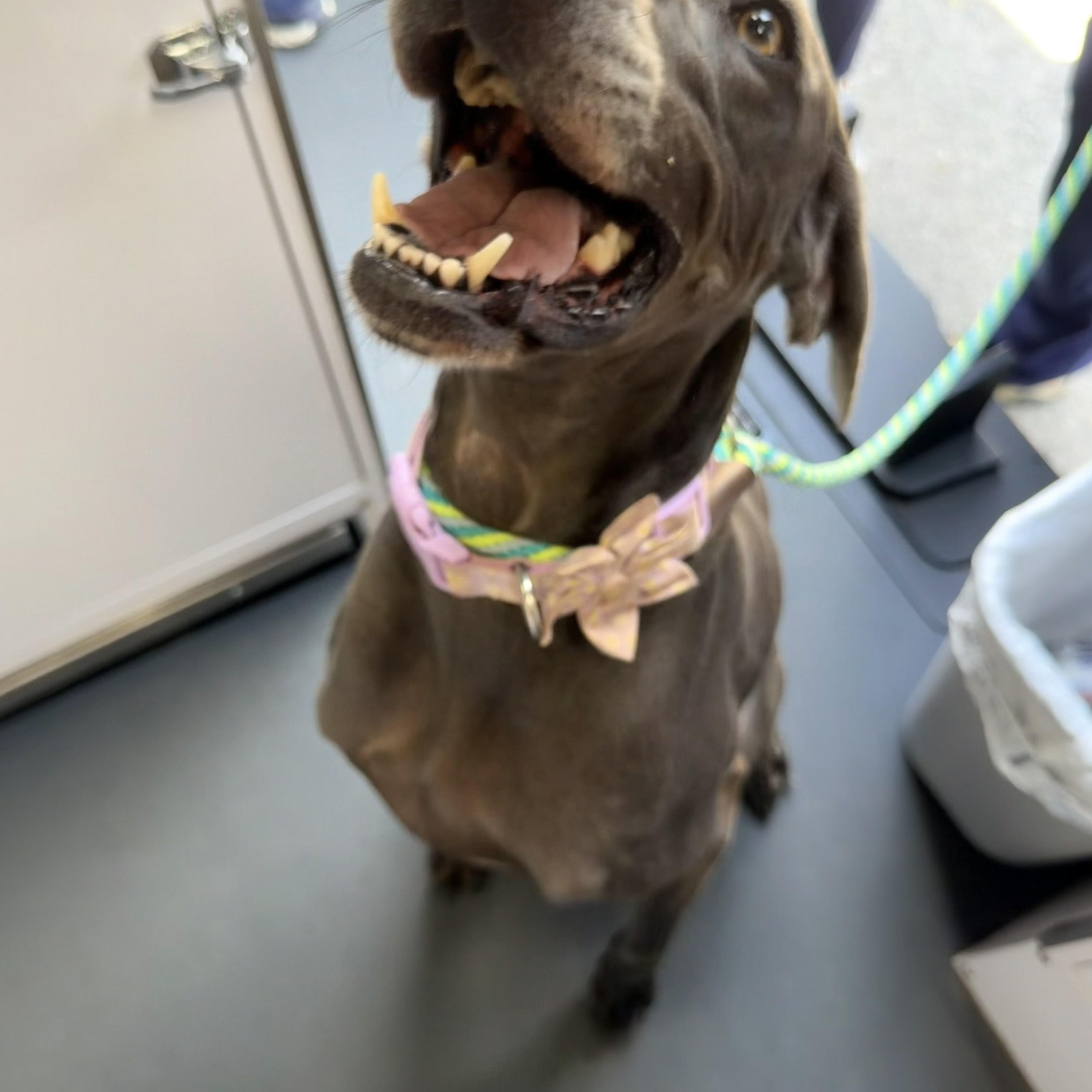 Enlarge Daisy, a Adoptable Weimaraner in Birmingham, AL image 2/2