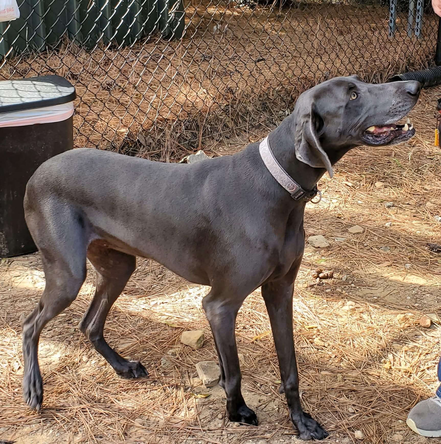 Enlarge Daisy, a Adoptable Weimaraner in Birmingham, AL image 1/1