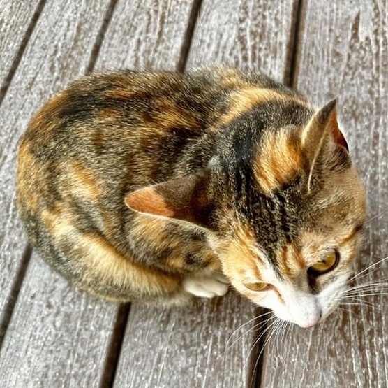 Enlarge Candace - Lovely Calico, a ADOPTABLE Calico in Hoquiam, WA image 2/6