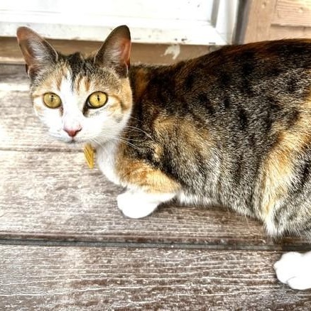 Enlarge Candace - Lovely Calico, a ADOPTABLE Calico in Hoquiam, WA image 1/6