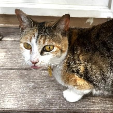 Enlarge Candace - Lovely Calico, a ADOPTABLE Calico in Hoquiam, WA image 5/6