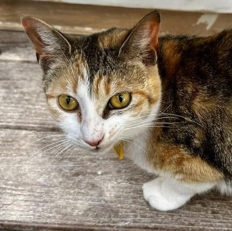 Enlarge Candace - Lovely Calico, a ADOPTABLE Calico in Hoquiam, WA image 3/6