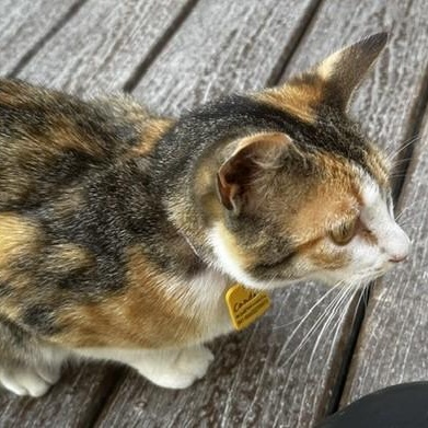 Enlarge Candace - Lovely Calico, a ADOPTABLE Calico in Hoquiam, WA image 6/6