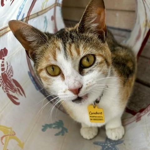 Enlarge Candace - Lovely Calico, a ADOPTABLE Calico in Hoquiam, WA image 4/6