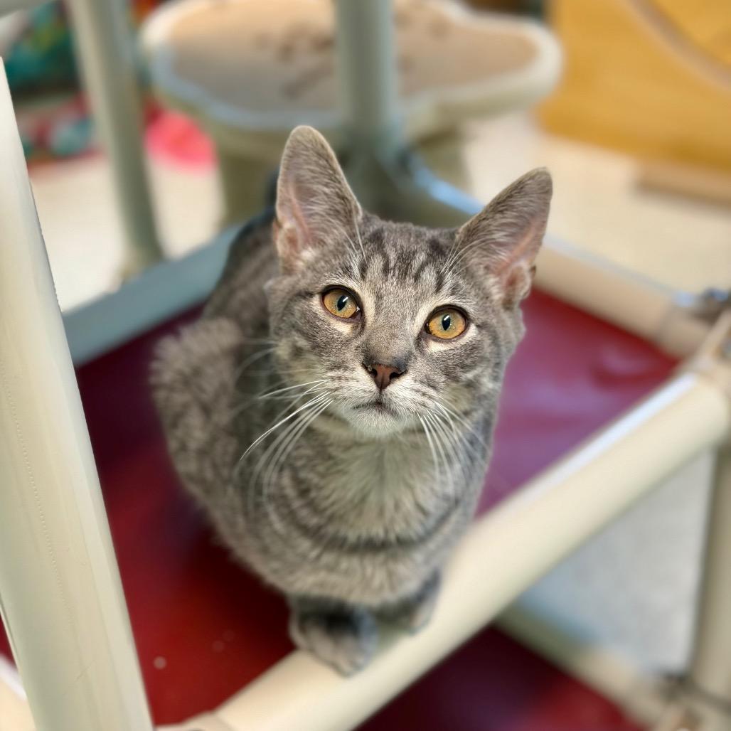 Butter, Adoptable, Kitten Male Domestic Short Hair & Domestic Short Hair.
