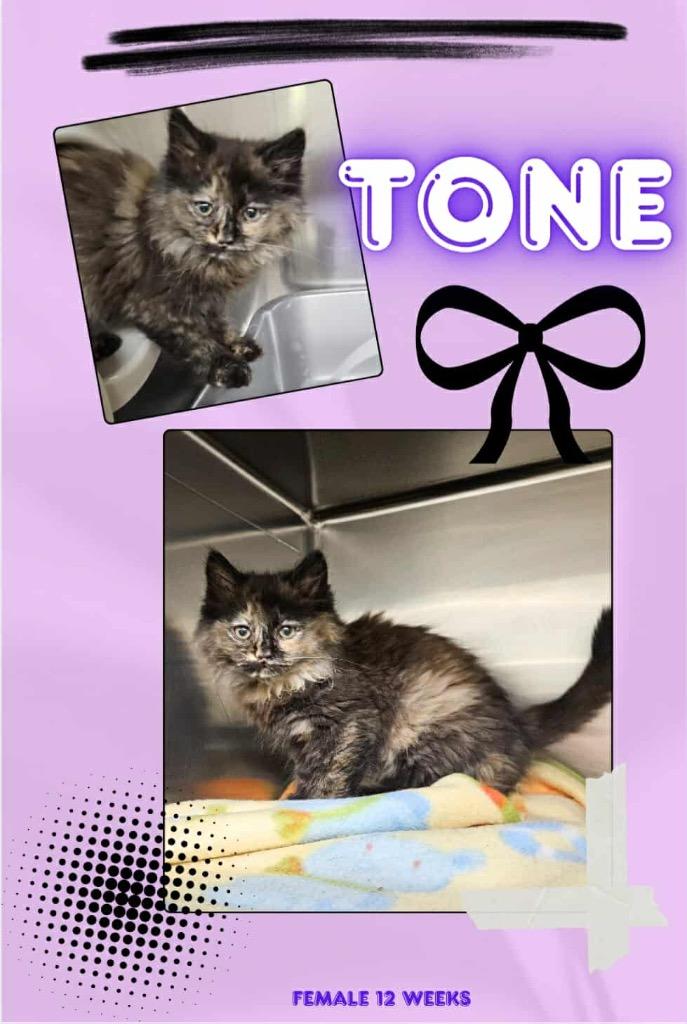 Enlarge Tone, a Adoptable mixed breed in Blountville, TN image 1/1