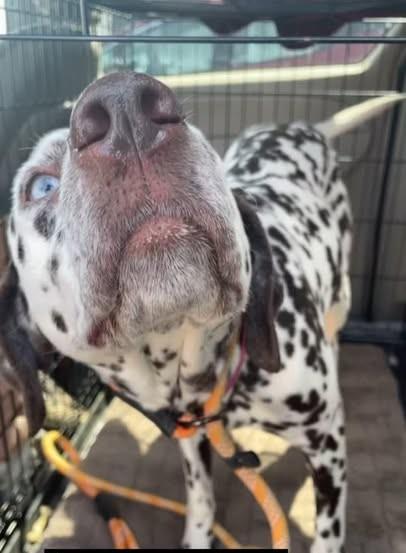 Mango-Nevada City, CA, a Adoptable Dalmatian in San Diego, CA image 5/6
