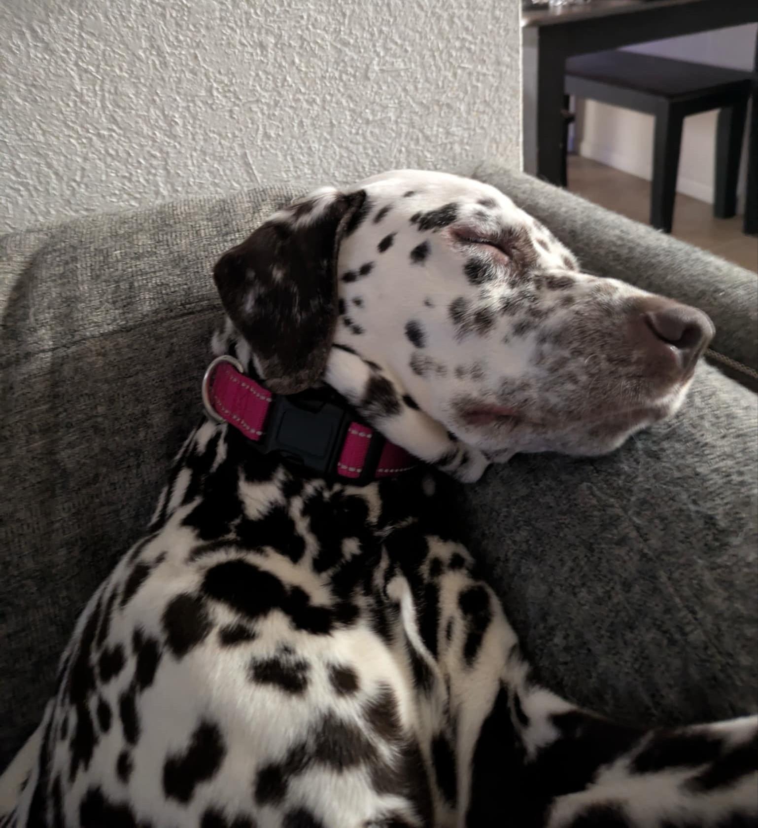 Mango-Nevada City, CA, a Adoptable Dalmatian in San Diego, CA image 3/6