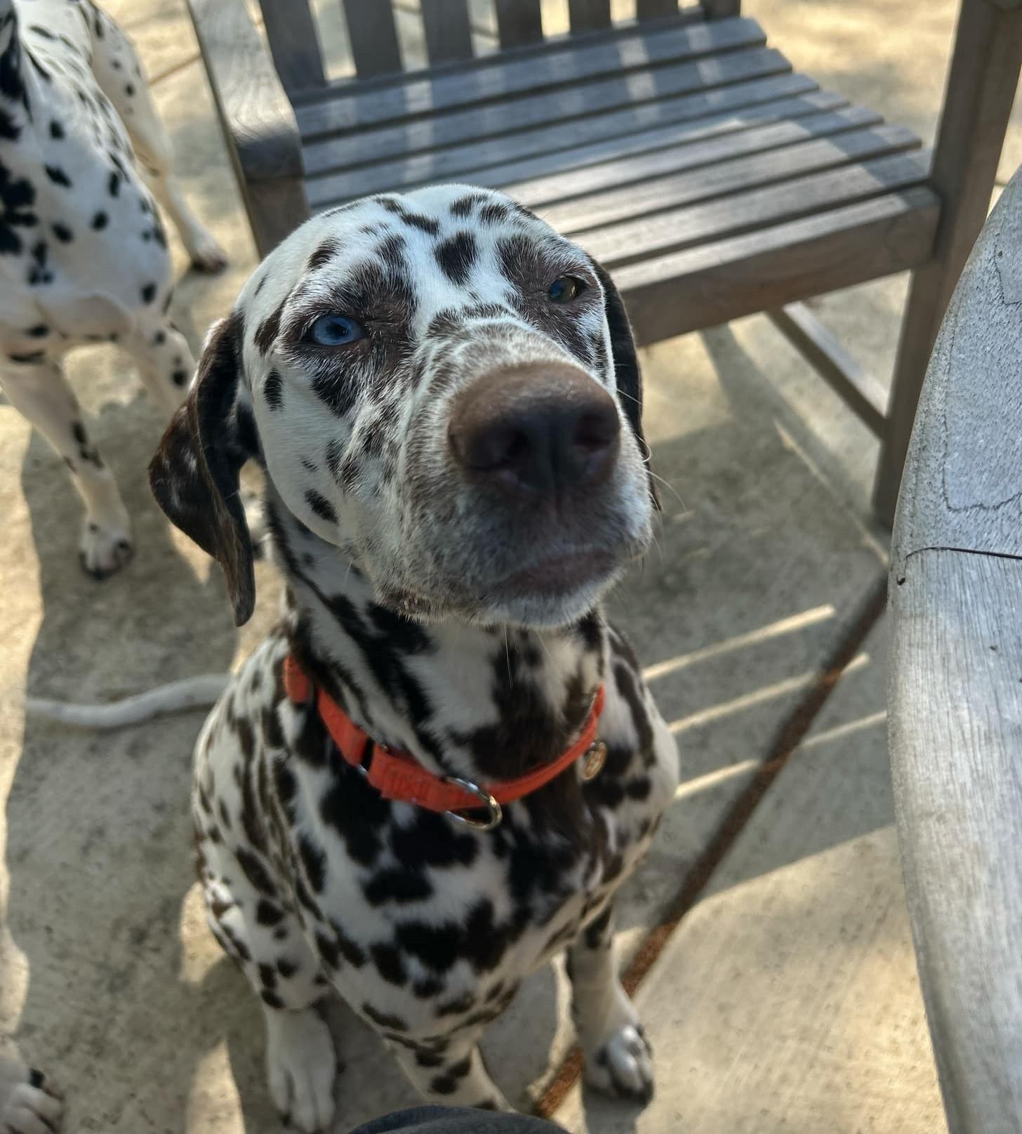 Mango-Nevada City, CA