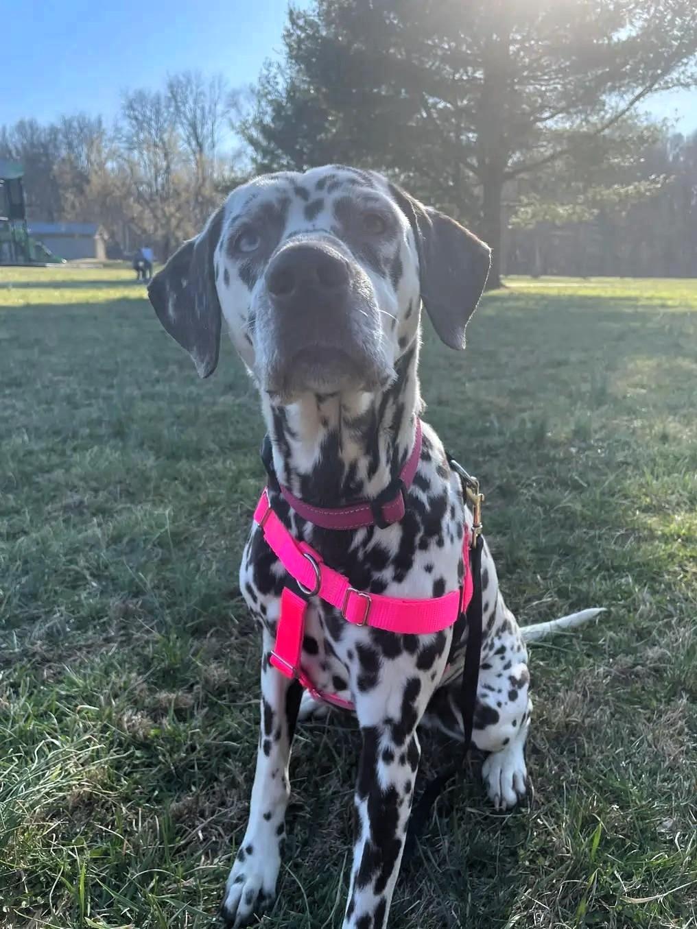 Mango-Nevada City, CA, a Adoptable Dalmatian in San Diego, CA image 2/6