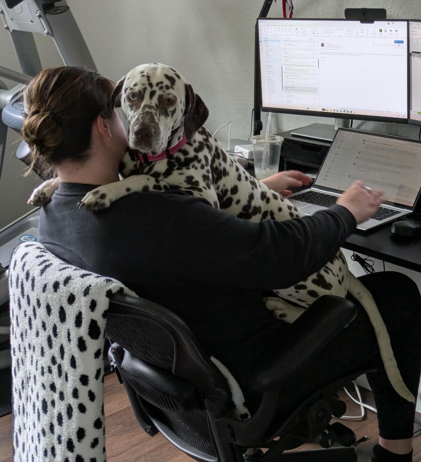 Mango-Nevada City, CA, a Adoptable Dalmatian in San Diego, CA image 4/6