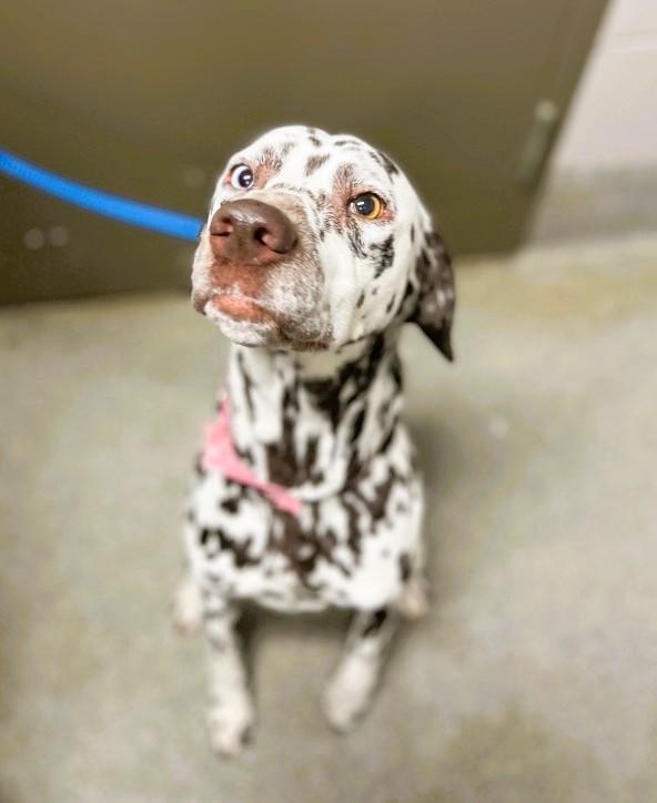 Mango-Nevada City, CA, a Adoptable Dalmatian in San Diego, CA image 6/6