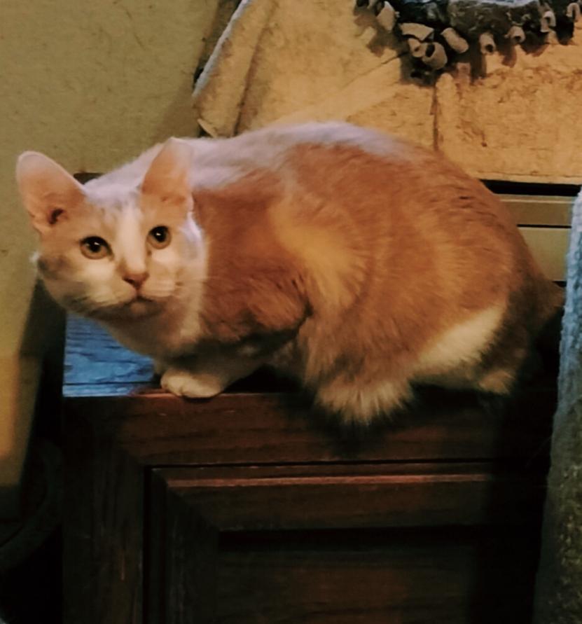 Deano, Adoptable, Adult Male American Shorthair.