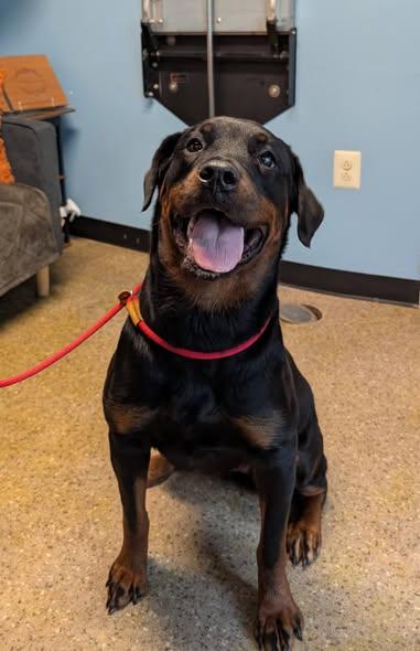 Grace, ADOPTABLE, Young Female Rottweiler.