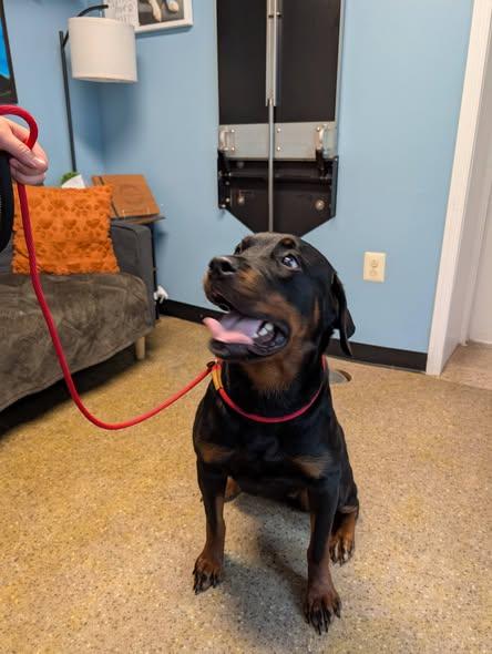 Grace, a ADOPTABLE Rottweiler in Perkasie, PA image 2/5