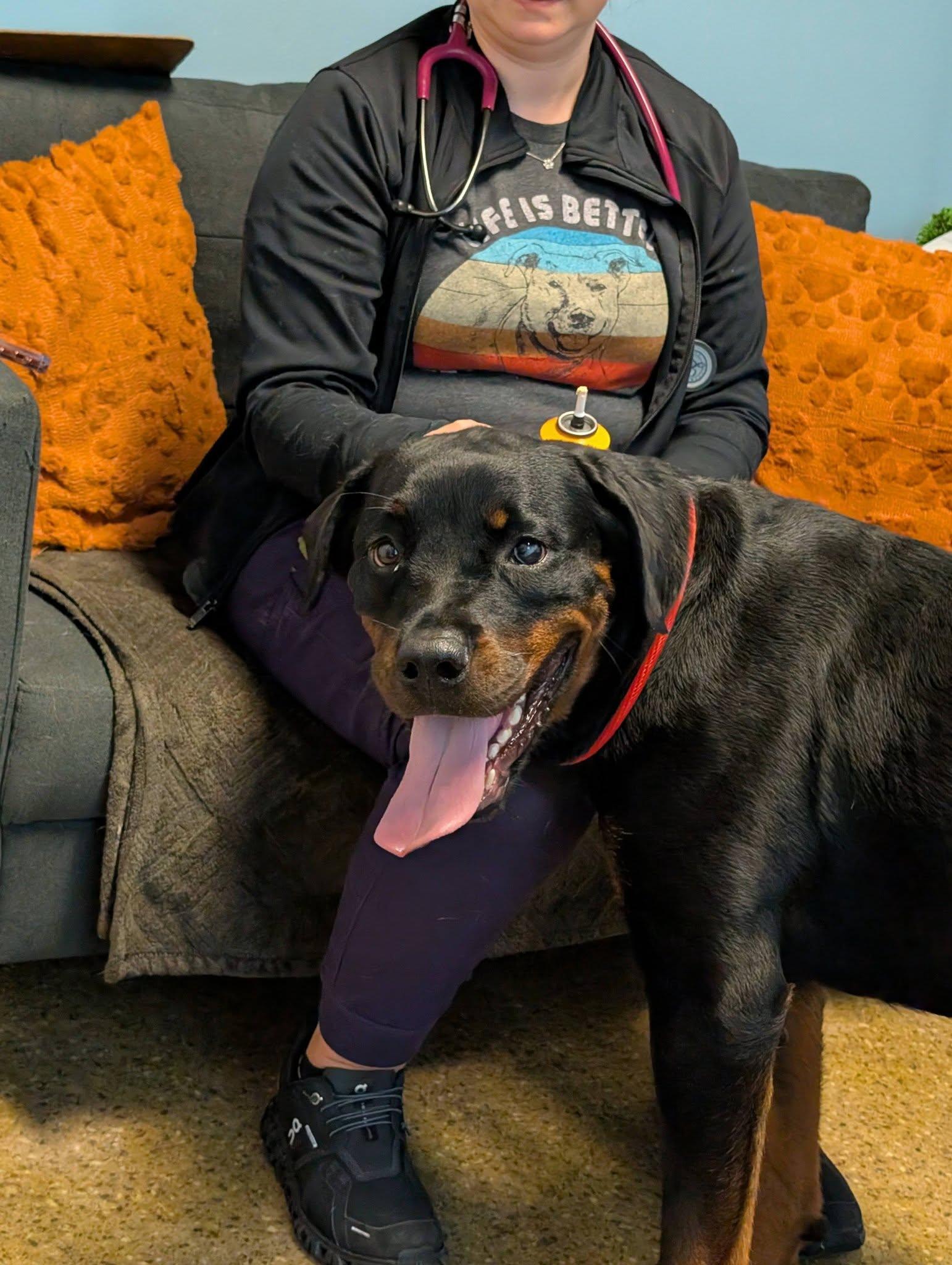 Grace, a ADOPTABLE Rottweiler in Perkasie, PA image 5/5