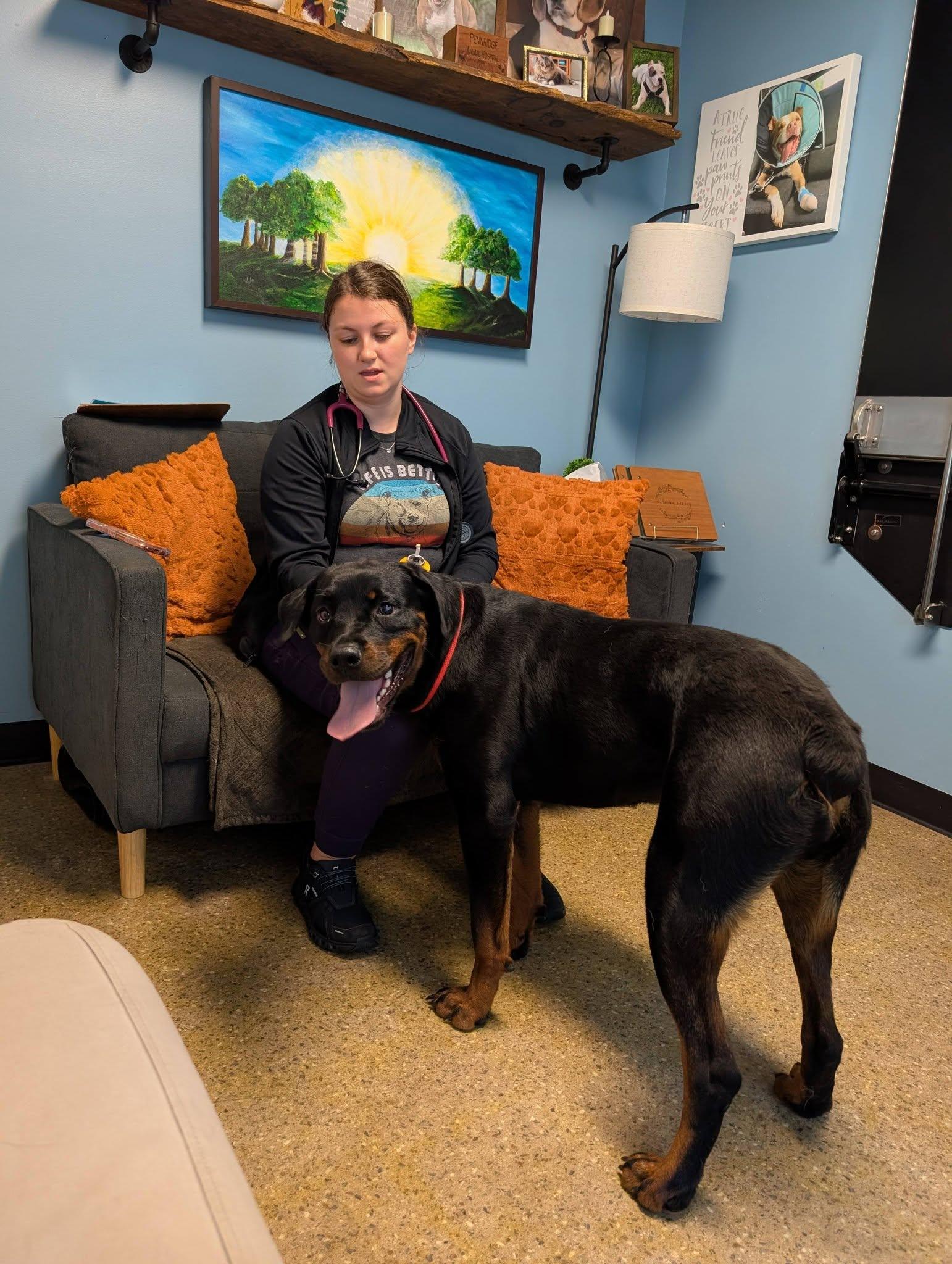Grace, a ADOPTABLE Rottweiler in Perkasie, PA image 4/5