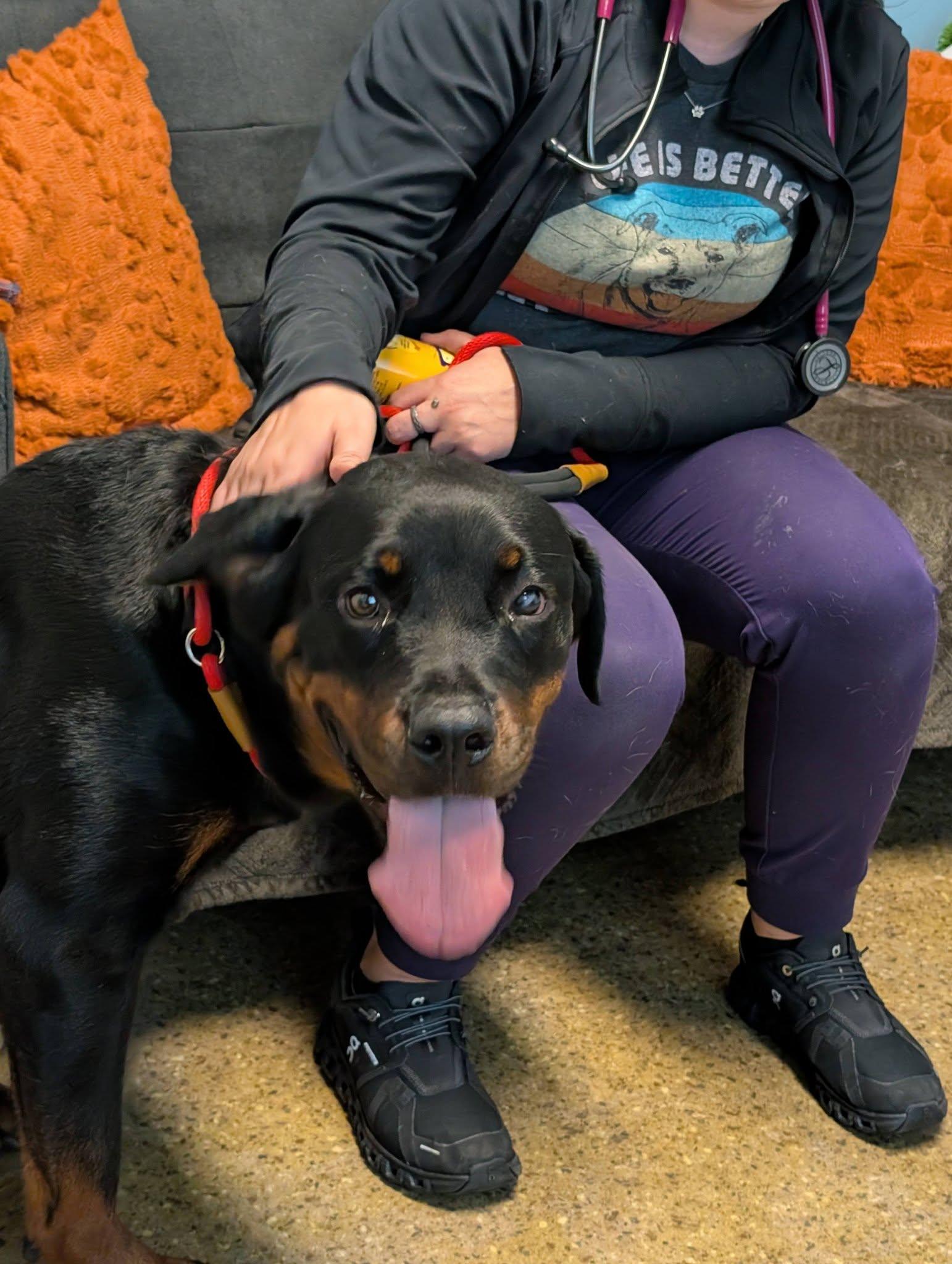 Grace, a ADOPTABLE Rottweiler in Perkasie, PA image 3/5