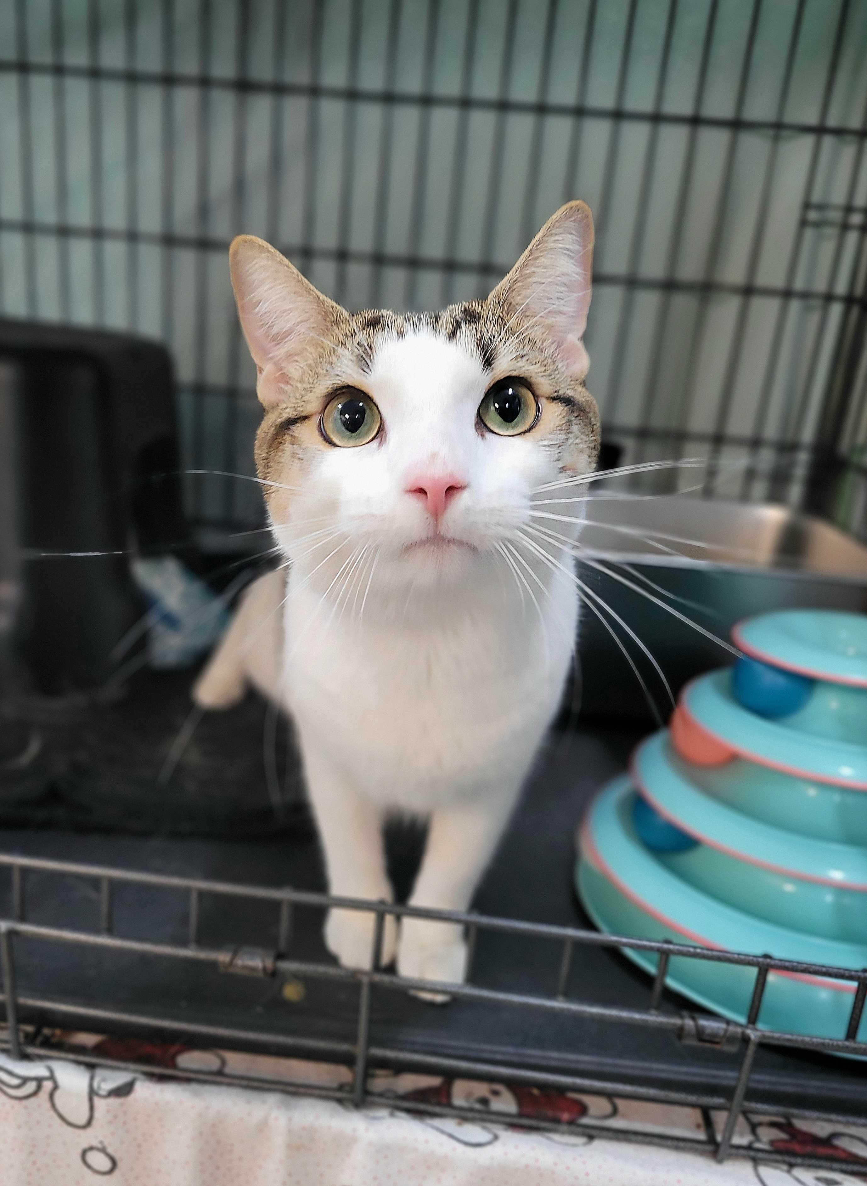 Mr. B (IN TRIAL ADOPTION)