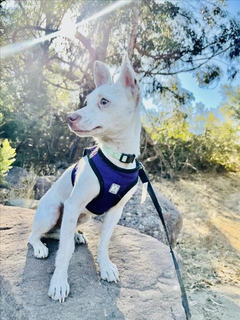 Enlarge ARI, a Adoptable Chihuahua in Santa Barbara, CA image 1/1