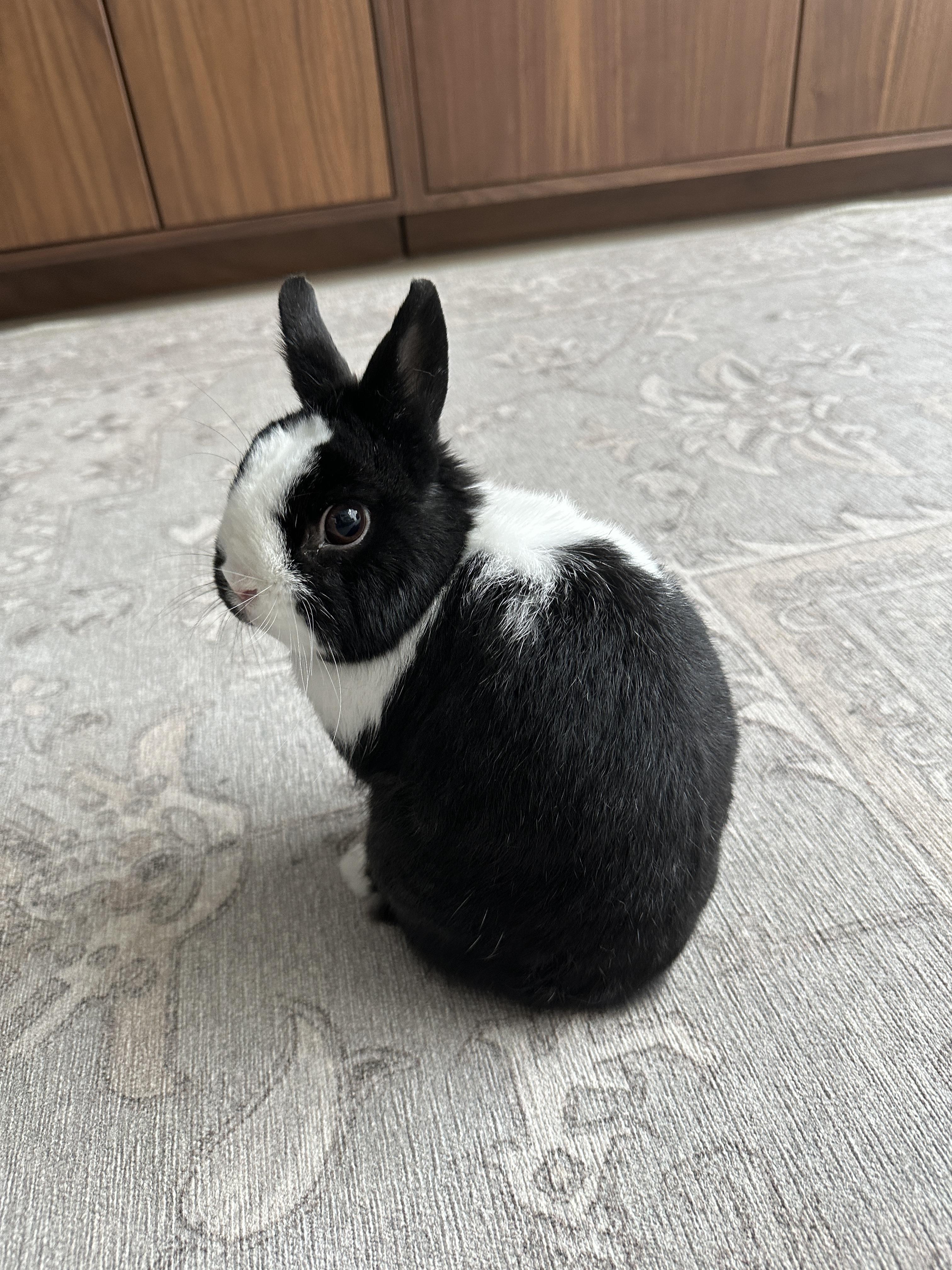 Enlarge GWEN, a Adopted Netherland Dwarf in Forest Hills, NY image 3/4