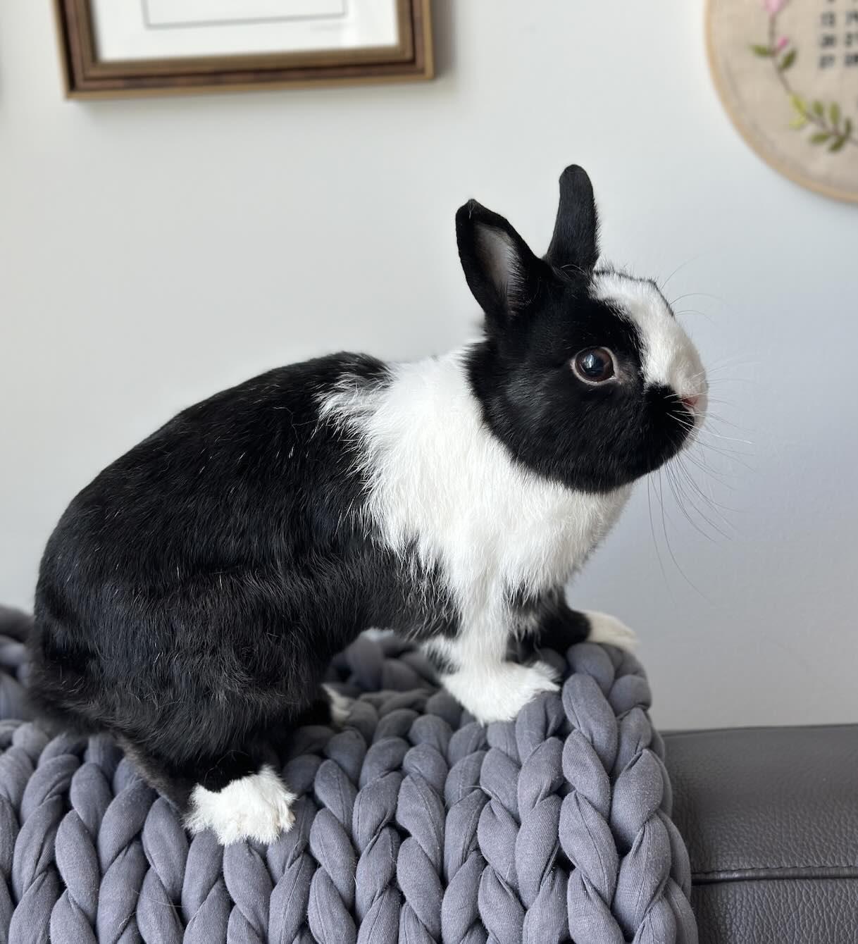 Enlarge GWEN, a Adopted Netherland Dwarf in Forest Hills, NY image 4/4